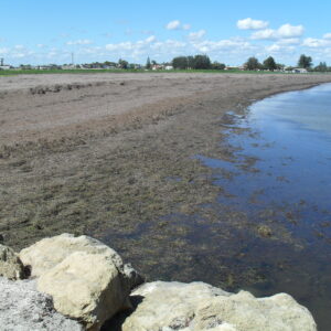 To show beach-cast algae at Kingston, South Australia