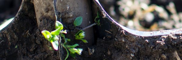 agriculture-backyard-blur-296230