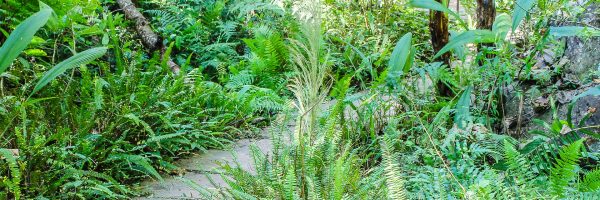 A landscape garden forest style